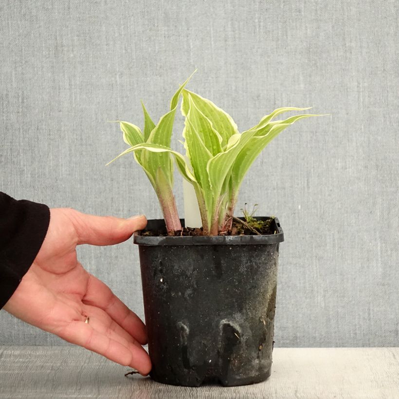 Hosta Frosted Raspberry 1.5L/2L pot sample as delivered in spring