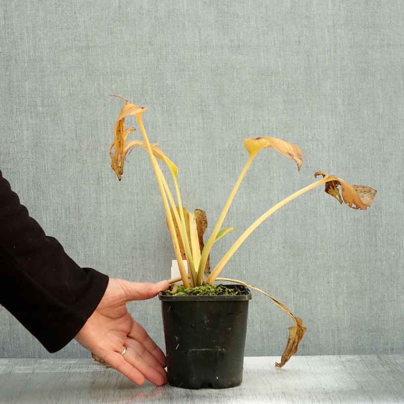Hosta Goldbrook Glimmer 1.5L/2L pot sample as delivered in autumn