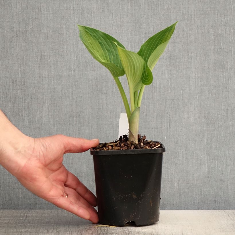 Hosta Goldbrook Glimmer 1.5L/2L pot sample as delivered in spring