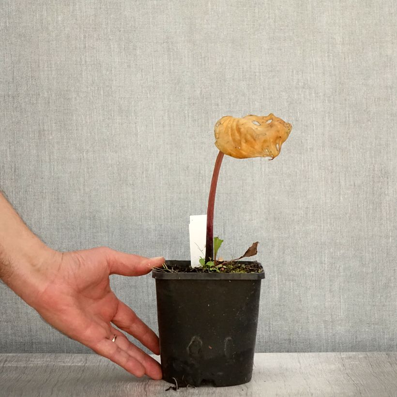 Hosta Gooseberry Sundae 1.5L/2L pot sample as delivered in autumn