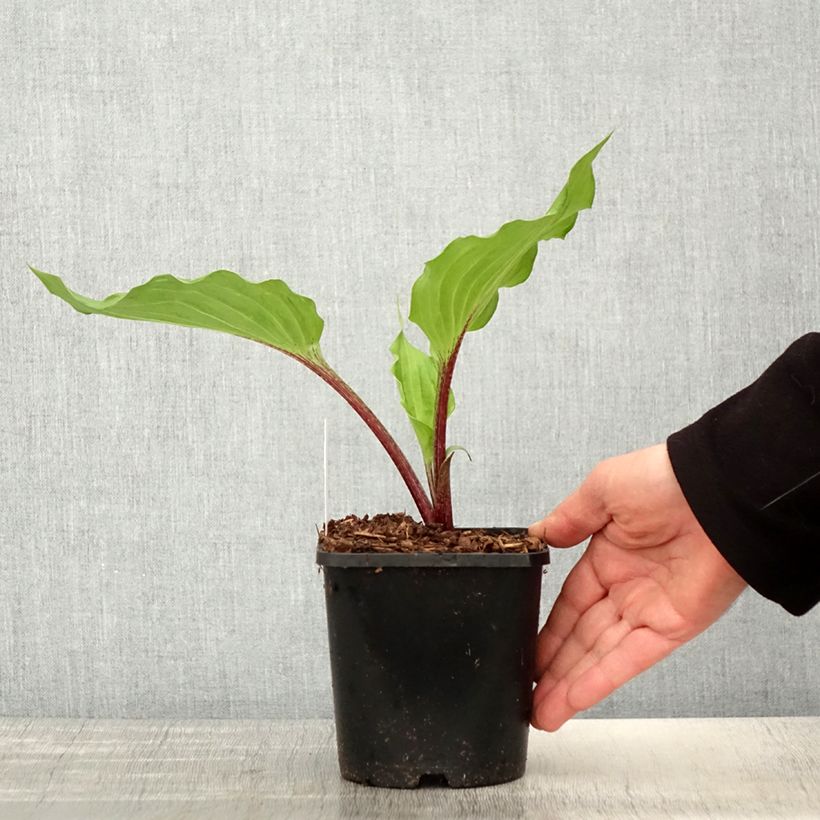 Hosta Gooseberry Sundae 1.5L/2L pot sample as delivered in spring