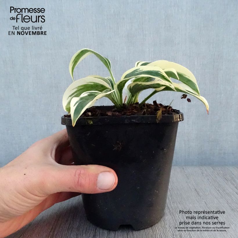 Hosta Great Escape 1.5L/2L pot sample as delivered in autumn