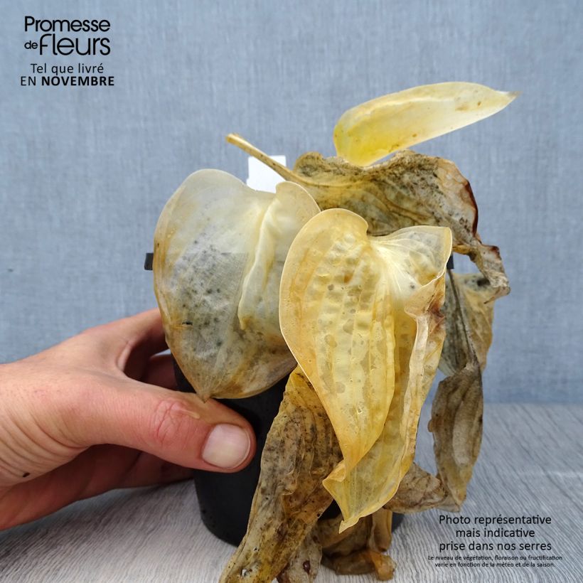 Hosta sieboldiana Great Expectations 1.5L/2L pot sample as delivered in autumn