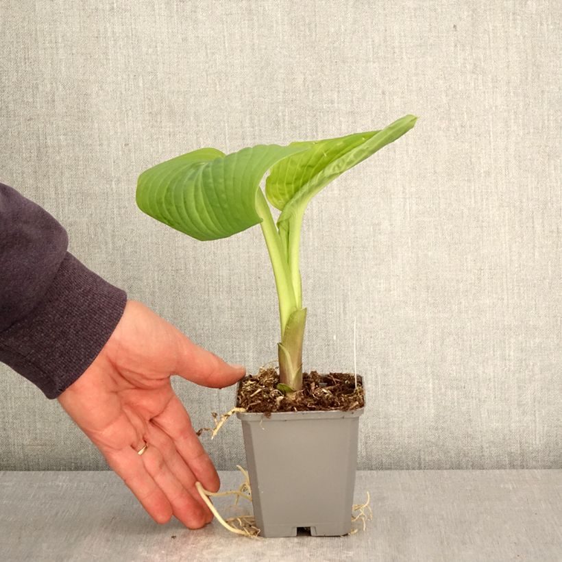 Hosta Guacamole 8/9 cm pot sample as delivered in spring