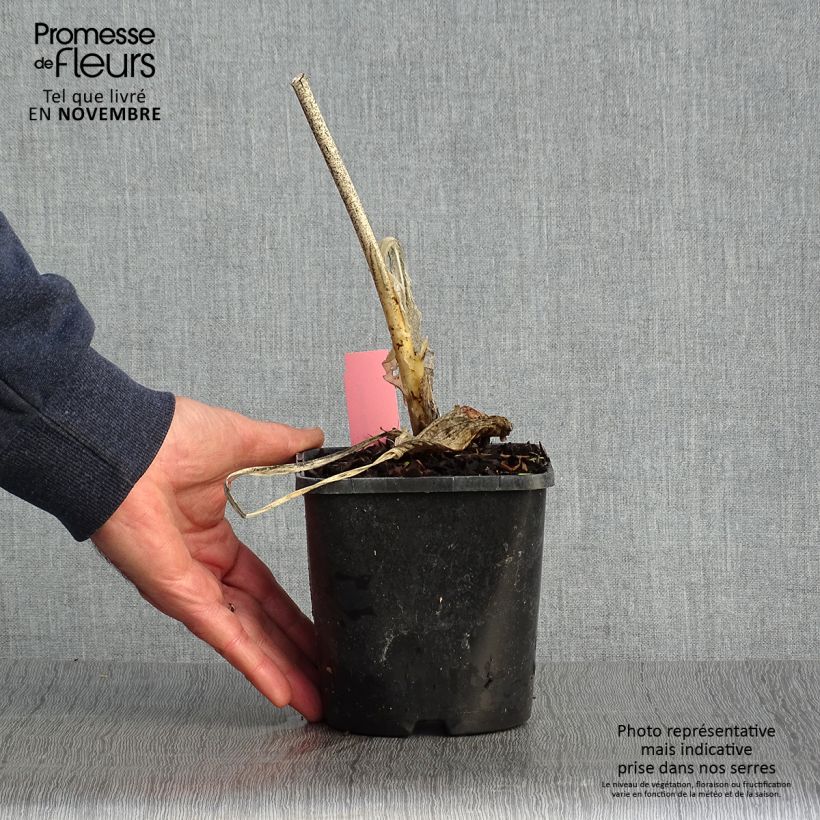 Hosta Guacamole 1.5L/2L pot sample as delivered in autumn