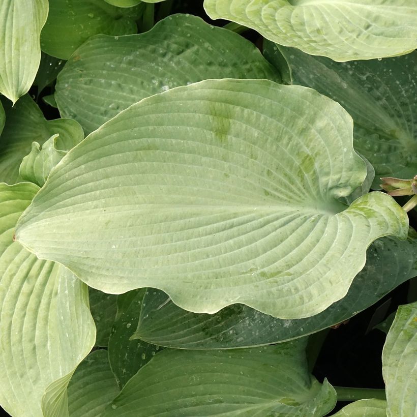 Hosta  Guardian Angel - Plantain Lily (Foliage)