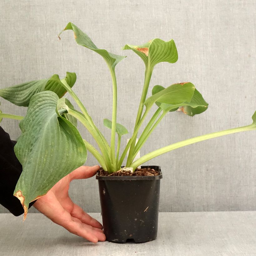 Hosta  Guardian Angel - Plantain Lily 1.5L/2L pot sample as delivered in autumn