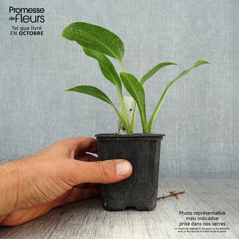 Hosta tardiana Halcyon - Blue Hosta 8/9 cm pot sample as delivered in autumn