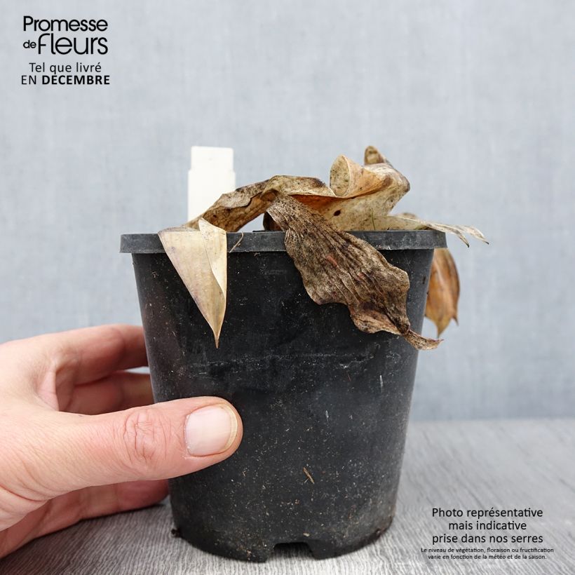 Hosta tardiana Halcyon - Blue Hosta 1.5L/2L pot sample as delivered in autumn