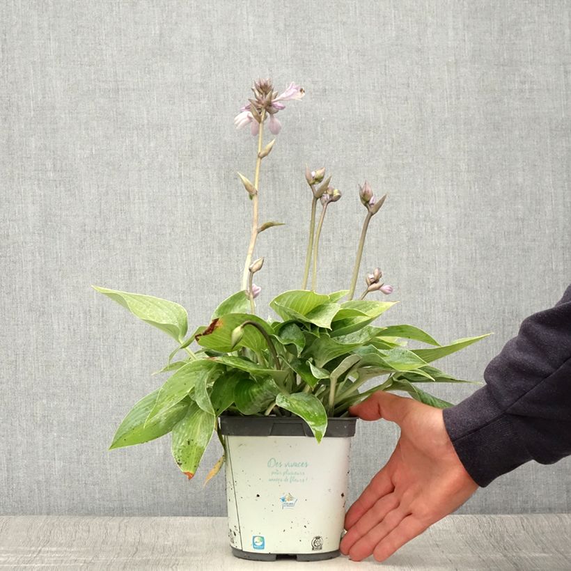 Hosta tardiana Halcyon - Blue Hosta 1L/1.5L pot sample as delivered in summer