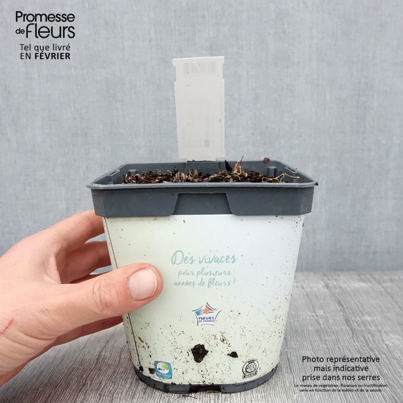 Hosta tardiana Halcyon - Blue Hosta 1L/1.5L pot sample as delivered in winter