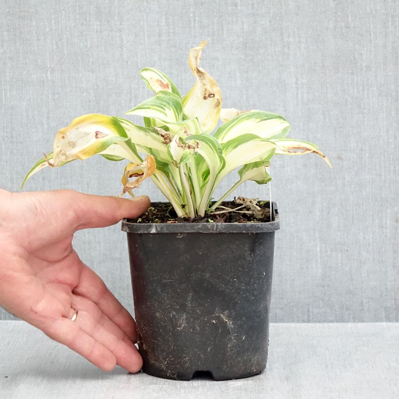 Hosta Hans 1.5L/2L pot sample as delivered in autumn