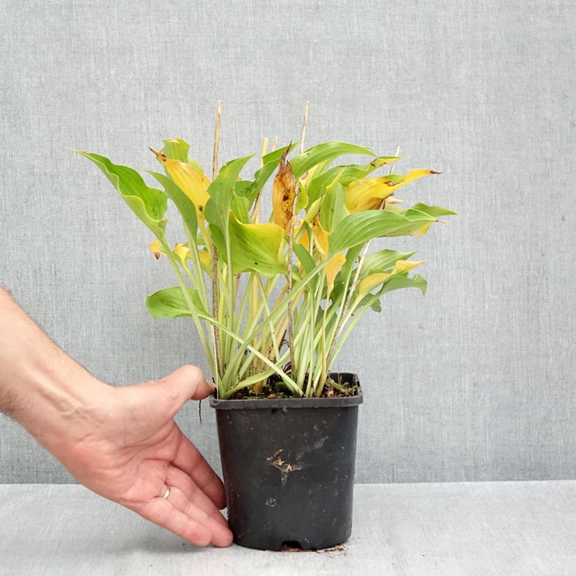 Hosta Harry Van Trier 1.5L/2L pot sample as delivered in autumn