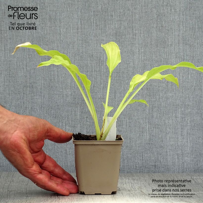 Hosta Honeybells 8/9 cm pot sample as delivered in autumn