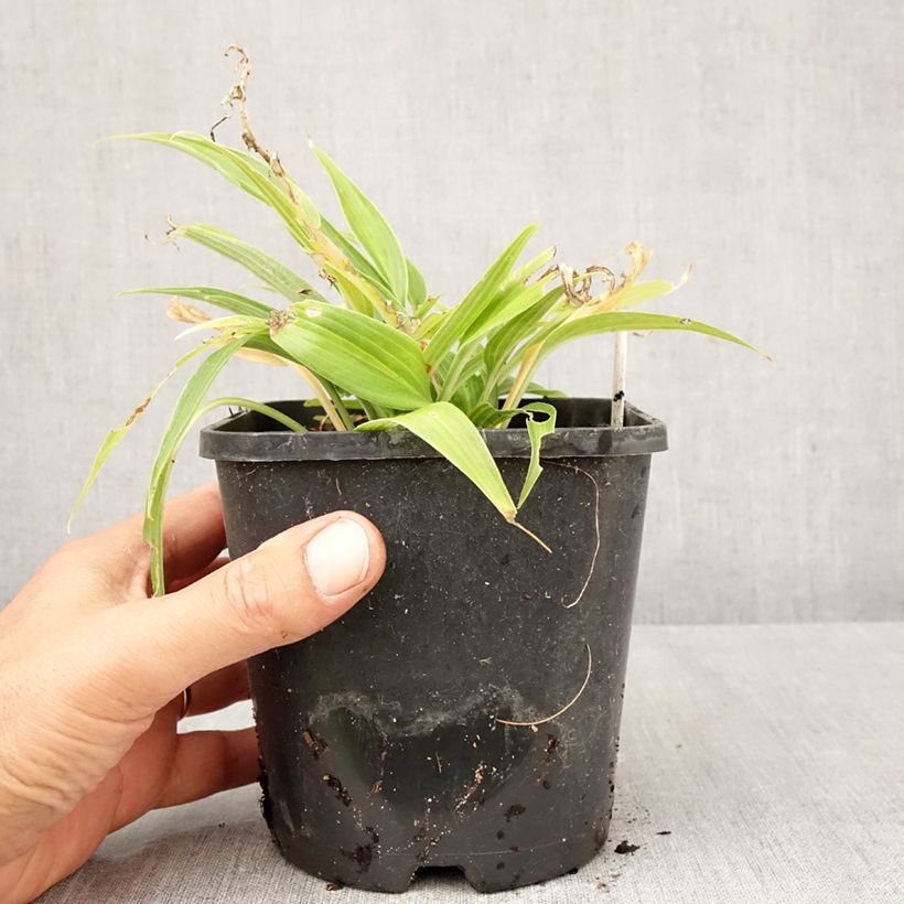 Hosta Hyuga Urajiro 1.5L/2L pot sample as delivered in autumn