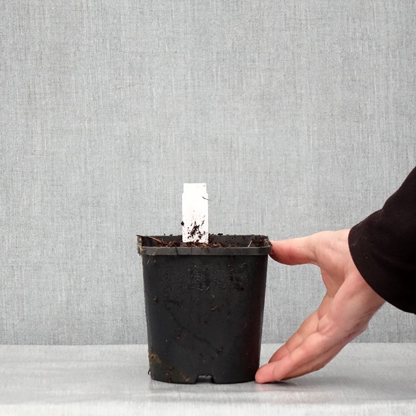 Hosta Hyuga Urajiro 1.5L/2L pot sample as delivered in winter