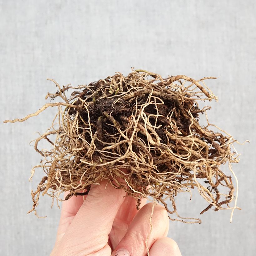 Hosta Hyuga Urajiro Bare root sample as delivered in winter
