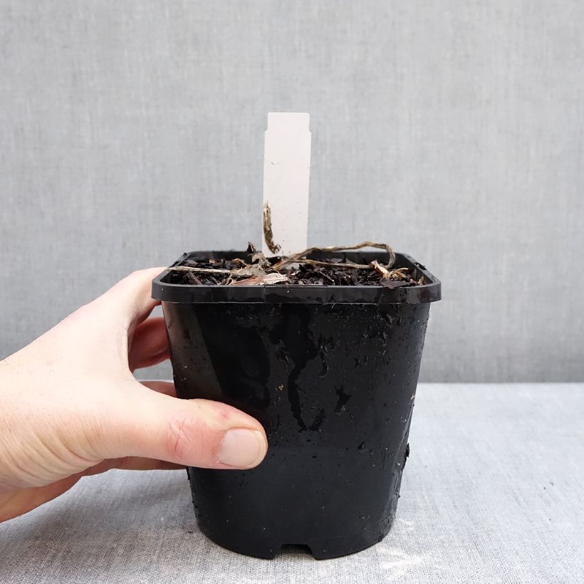 Hosta Improved White Feather 1.5L/2L pot sample as delivered in winter