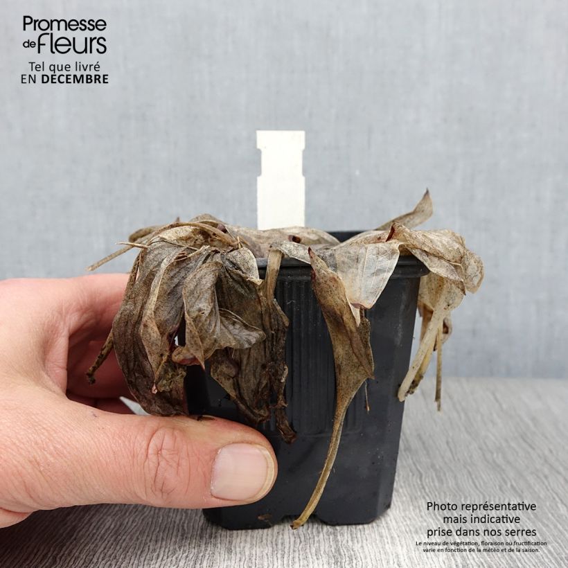 Hosta June 8/9 cm pot sample as delivered in autumn