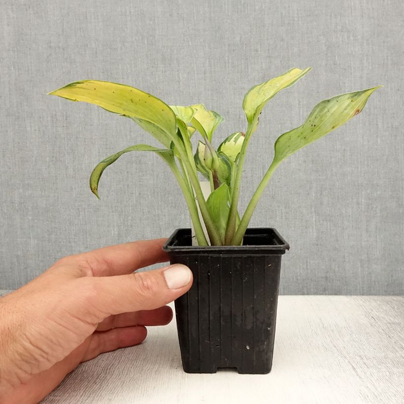 Hosta June 8/9 cm pot sample as delivered in summer