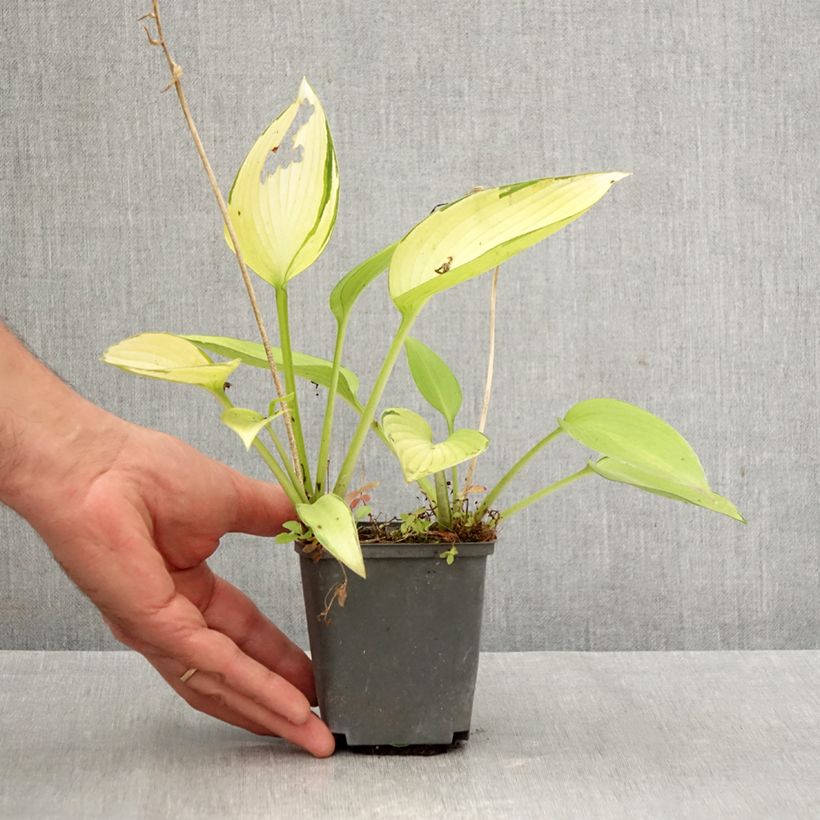 Hosta tardiana June Fever 8/9 cm pot sample as delivered in autumn