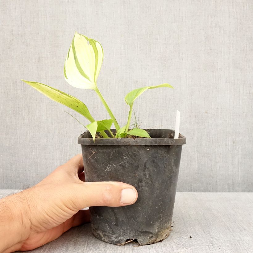 Hosta tardiana June Fever 1.5L/2L pot sample as delivered in autumn