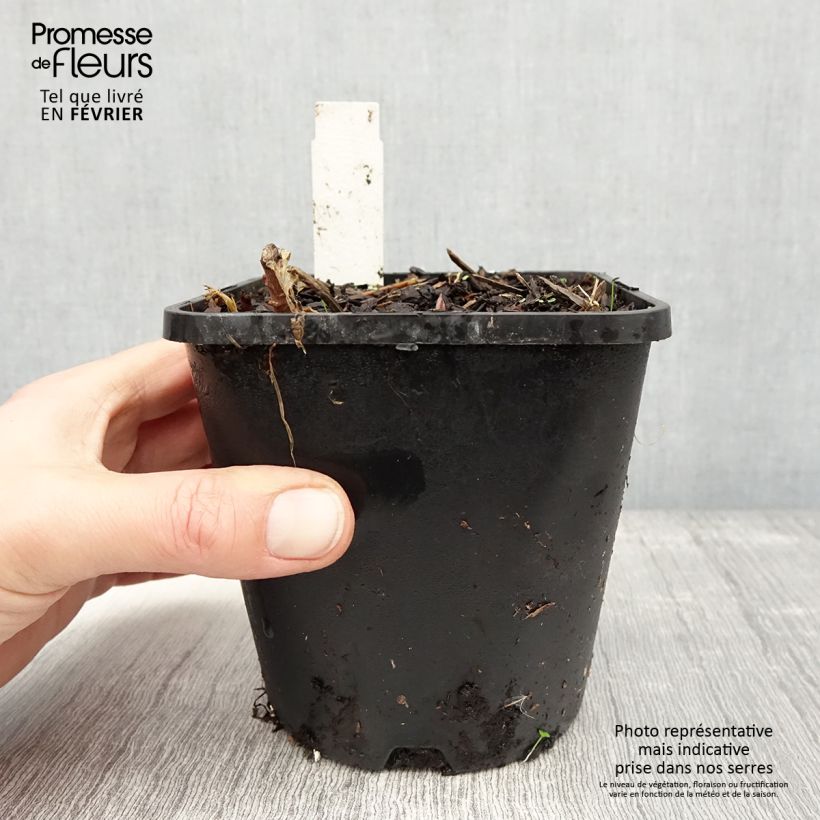 Hosta tardiana June Fever 1.5L/2L pot sample as delivered in winter