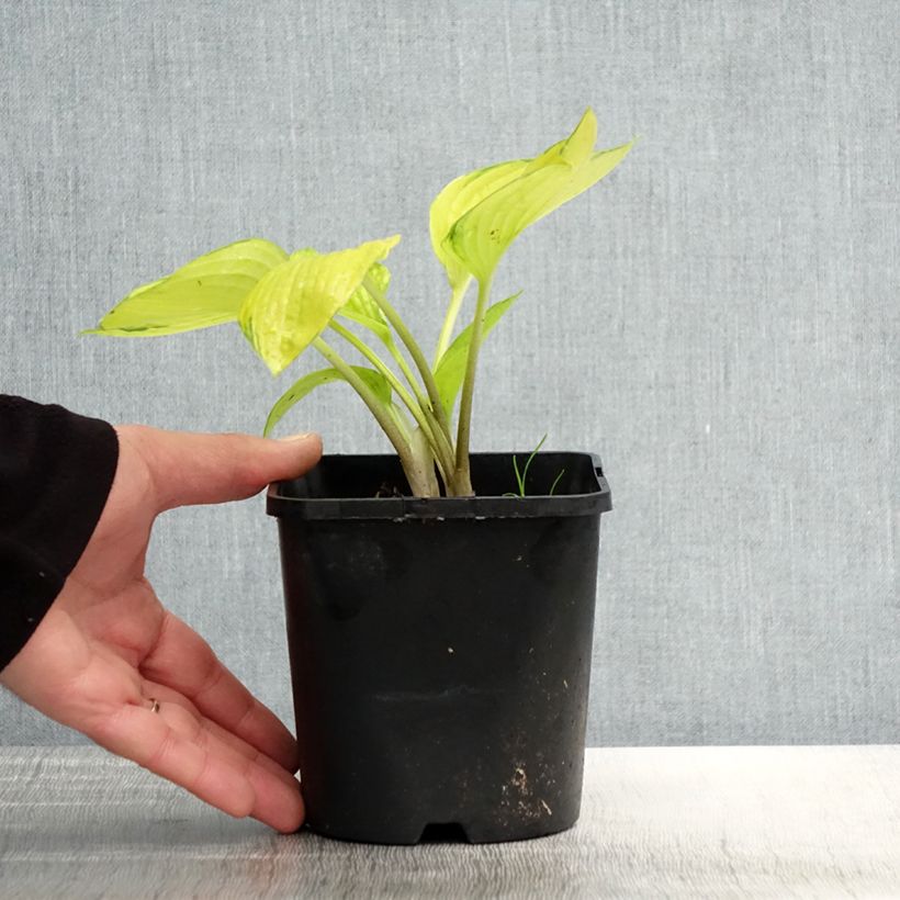 Hosta tardiana June Fever 1.5L/2L pot sample as delivered in spring