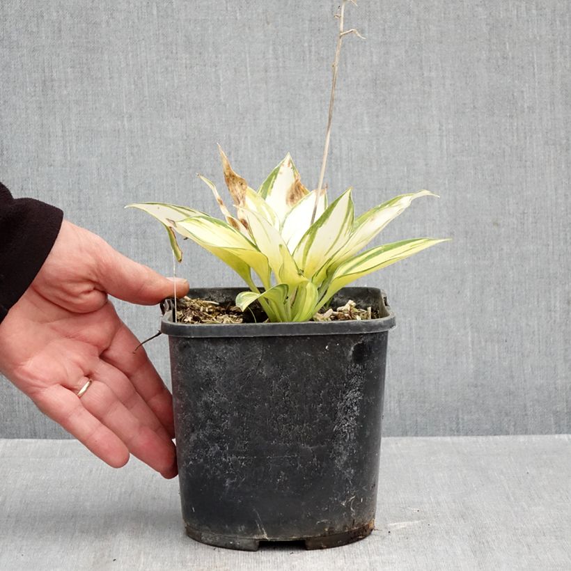 Hosta June 2L/3L pot sample as delivered in autumn