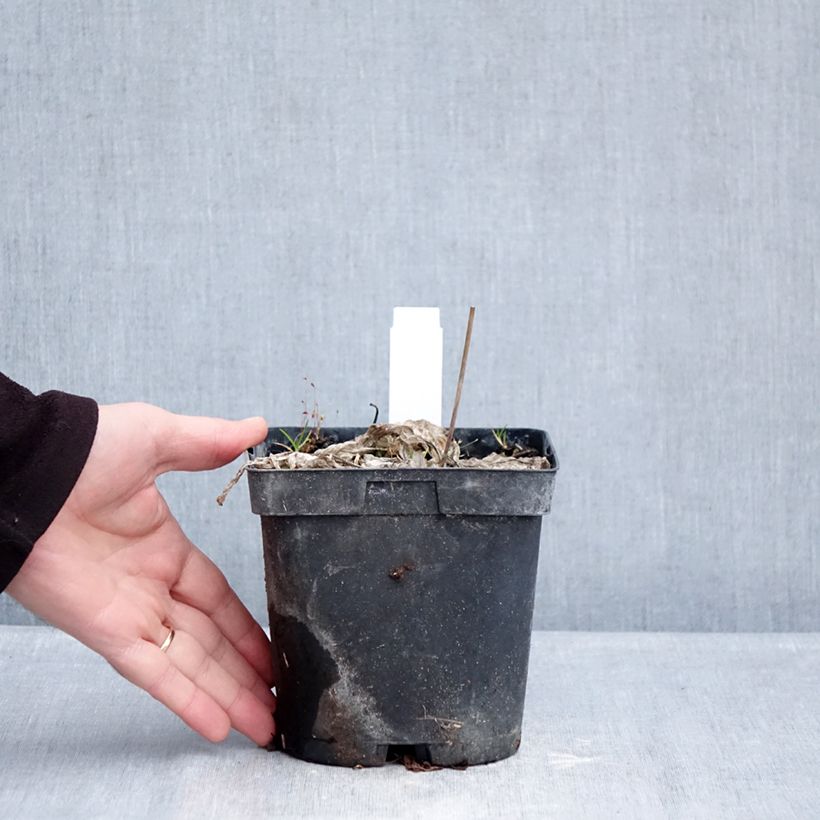 Hosta June 2L/3L pot sample as delivered in winter