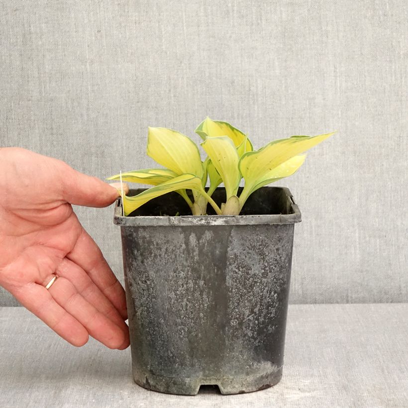 Hosta June 2L/3L pot sample as delivered in spring