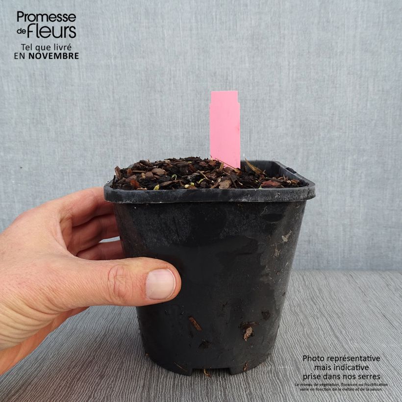 Hosta Jurassic Park 1.5L/2L pot sample as delivered in autumn