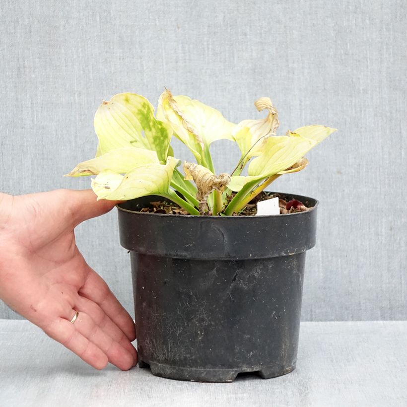 Hosta Ki Ren Jyaku 1.5L/2L pot sample as delivered in autumn