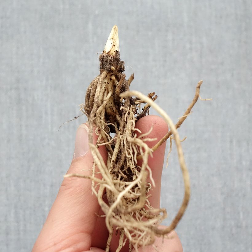 Hosta Ki Ren Jyaku Bare root sample as delivered in winter