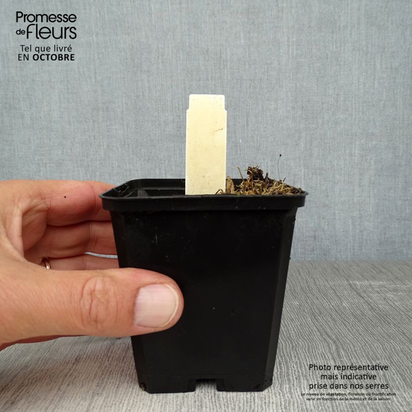 Hosta Krossa Regal 8/9 cm pot sample as delivered in autumn