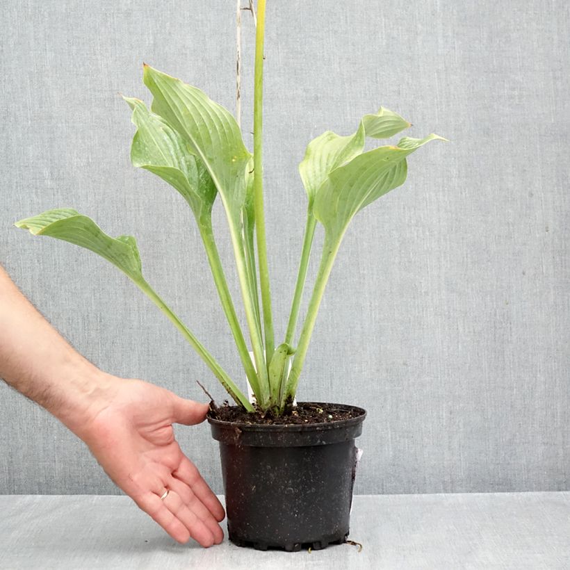 Hosta Krossa Regal 2L/3L pot sample as delivered in autumn