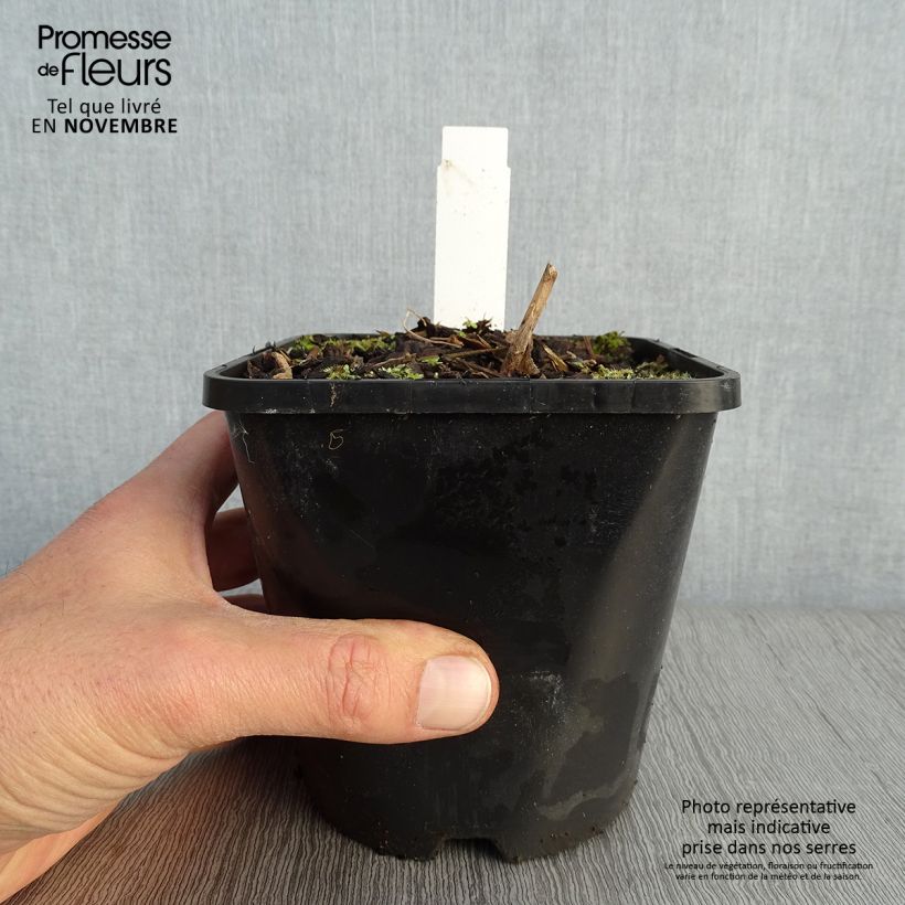 Hosta Lady in Red 1.5L/2L pot sample as delivered in autumn