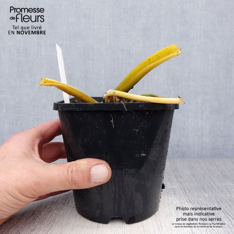 Hosta Lakeside Maverick 1.5L/2L pot sample as delivered in autumn