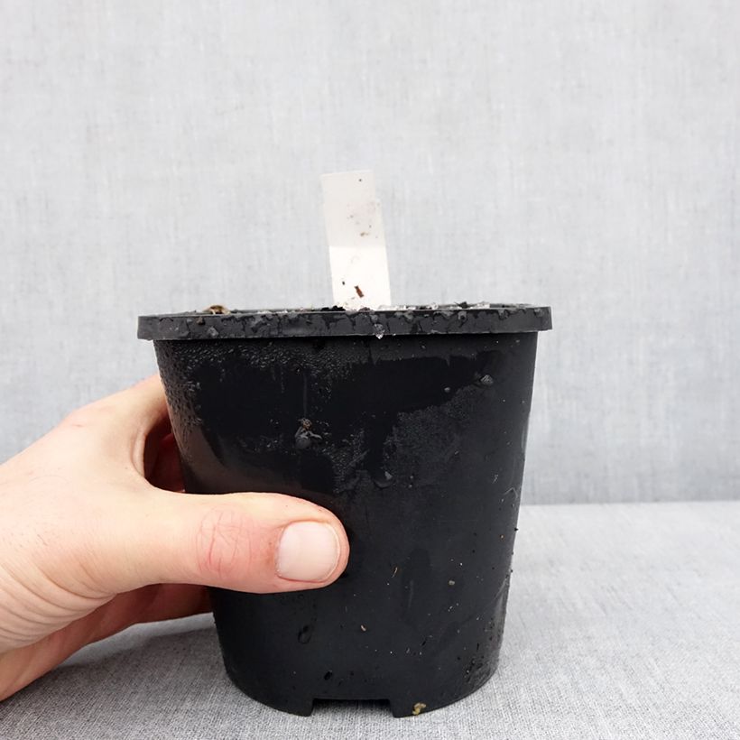 Hosta Lakeside Maverick 1.5L/2L pot sample as delivered in winter