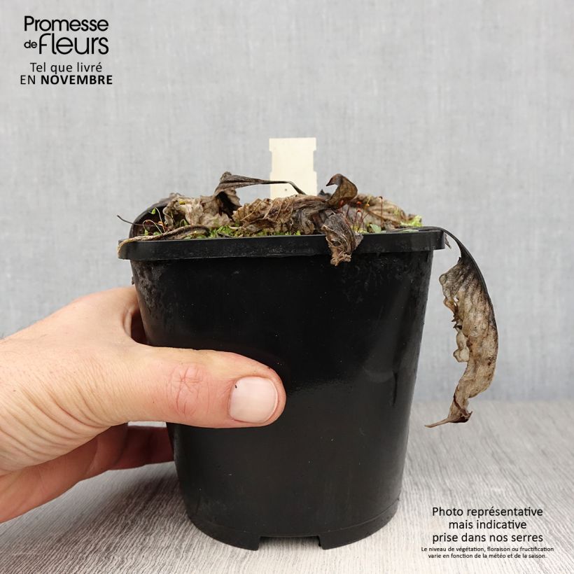 Hosta Lakeside Prophecy Fulfilled 1.5L/2L pot sample as delivered in autumn