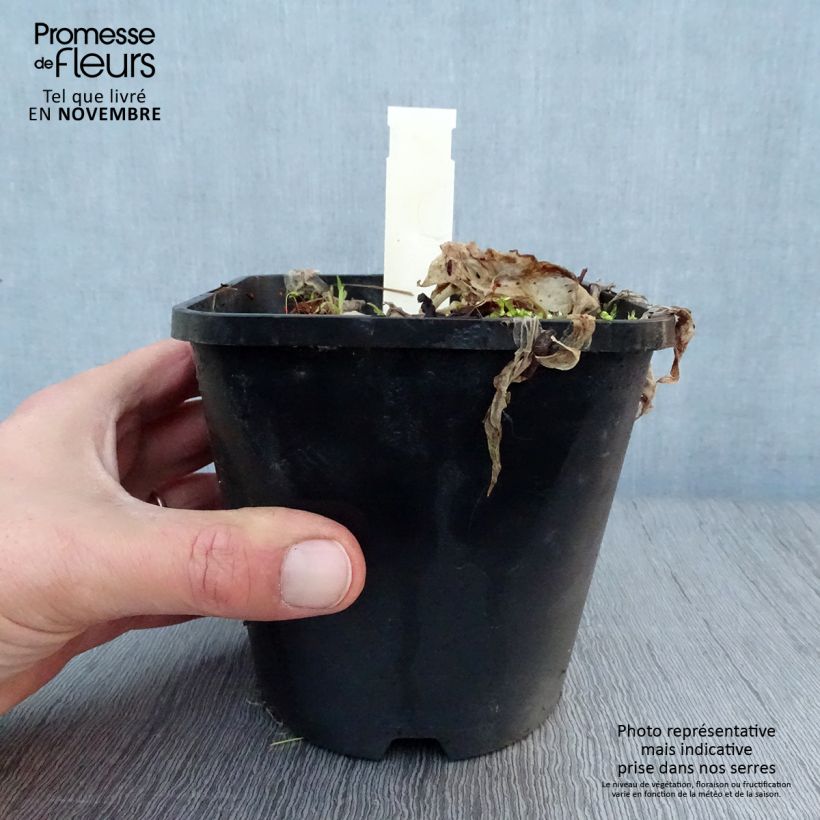 Hosta Lets Twist Again 1.5L/2L pot sample as delivered in autumn