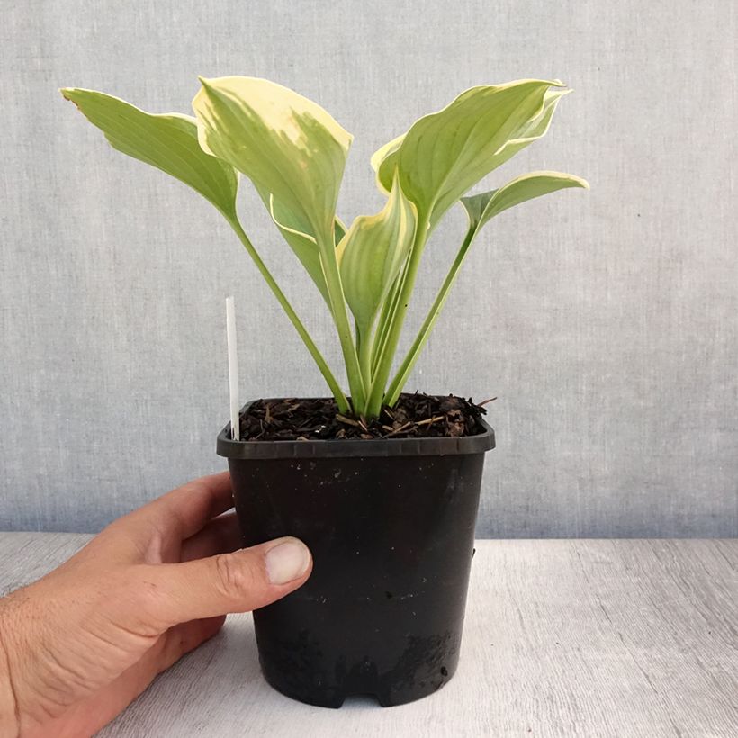 Hosta Liberty Pot de 1,5L/2L sample as delivered in summer