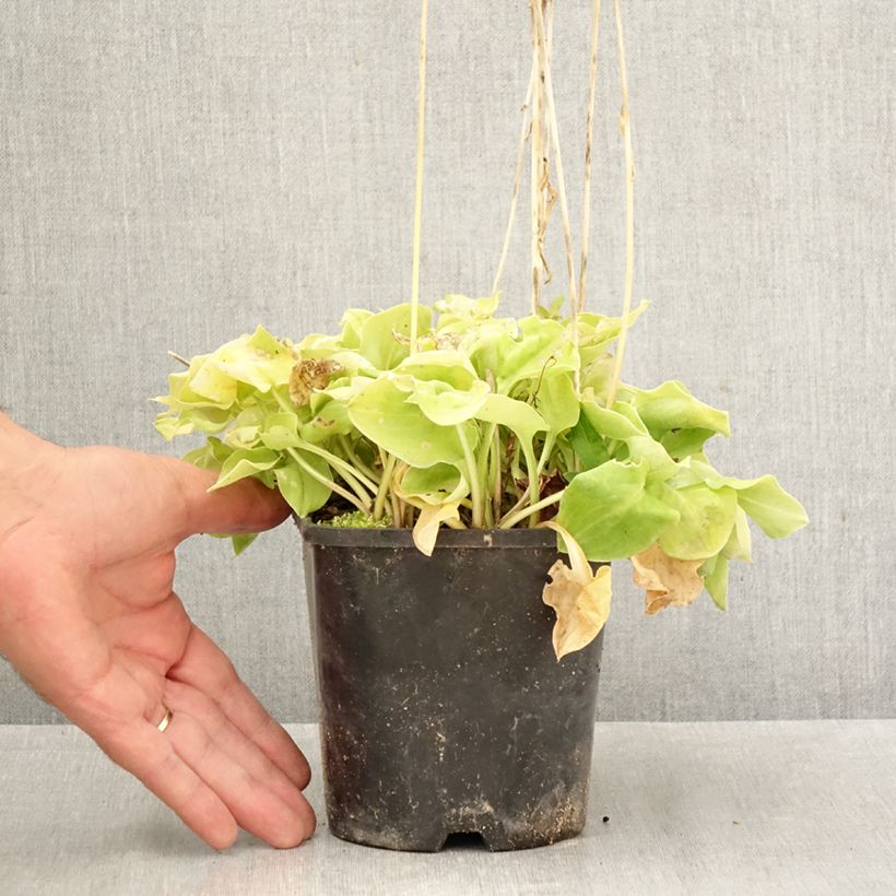 Hosta Limey Lisa 1.5L/2L pot sample as delivered in autumn