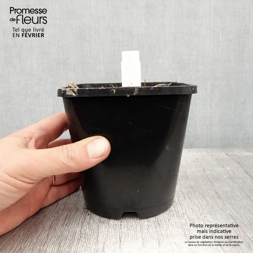 Hosta Limey Lisa 1.5L/2L pot sample as delivered in winter