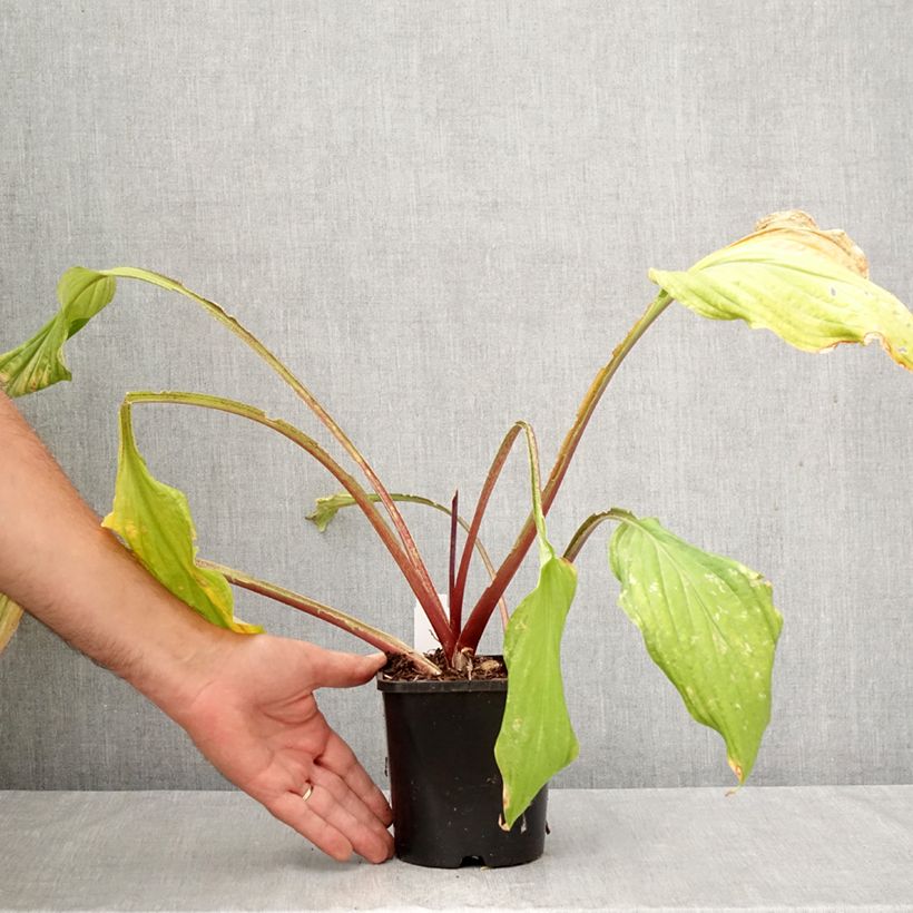 Hosta Lipstick Kiss 1.5L/2L pot sample as delivered in autumn