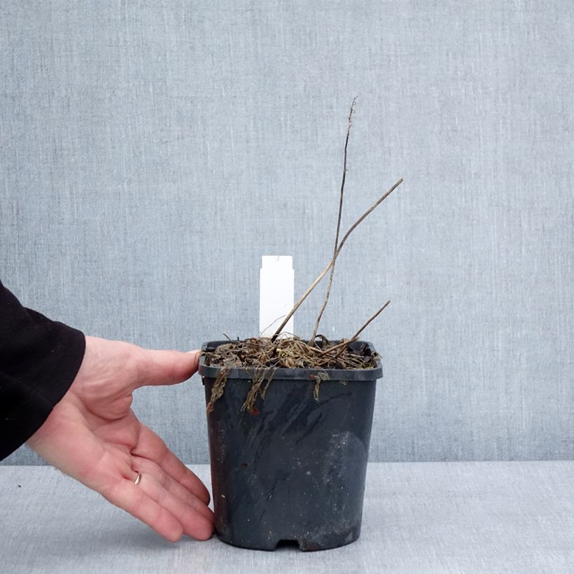 Hosta Little Devil 1.5L/2L pot sample as delivered in winter