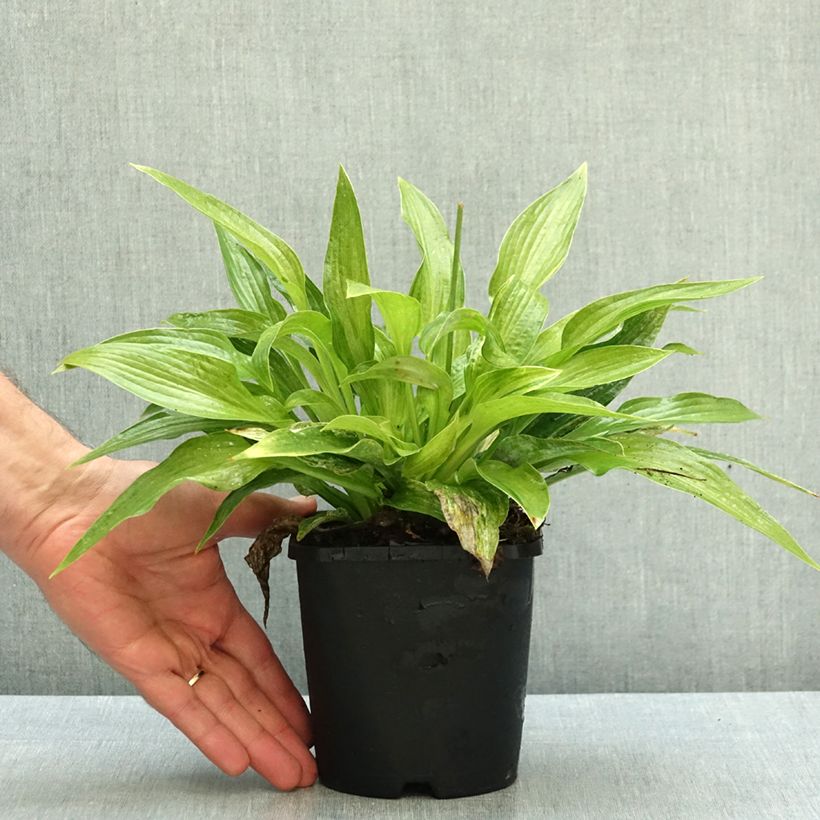 Hosta London Fog 1.5L/2L pot sample as delivered in autumn