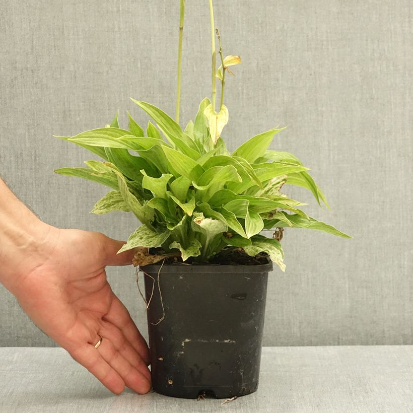 Hosta London Fog 1.5L/2L pot sample as delivered in summer