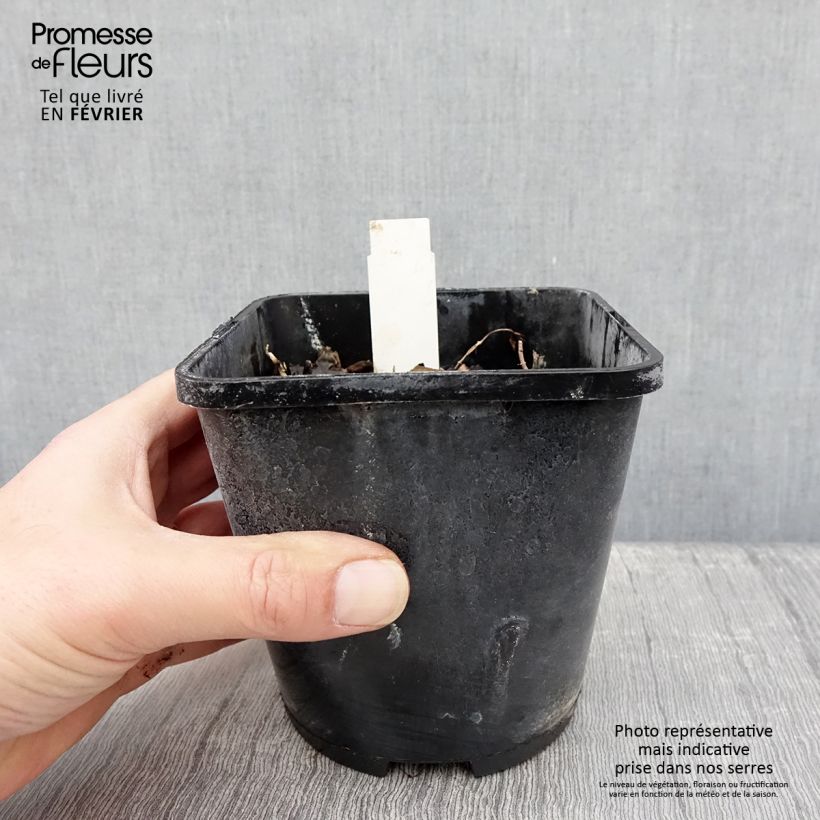 Hosta Marilyn Monroe 1.5L/2L pot sample as delivered in winter