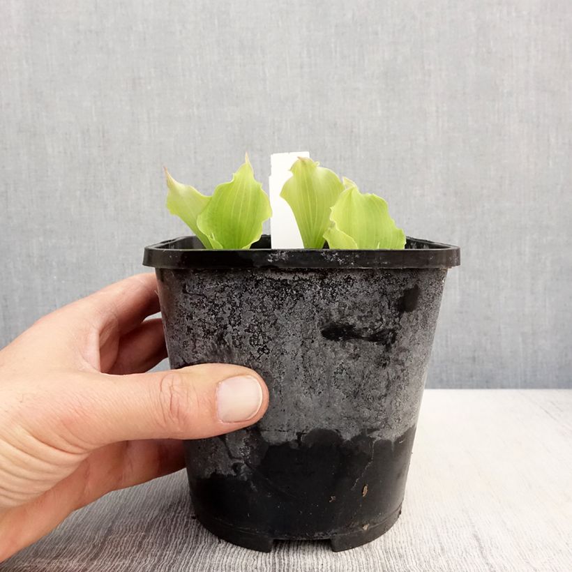 Hosta Marilyn Monroe 1.5L/2L pot sample as delivered in spring